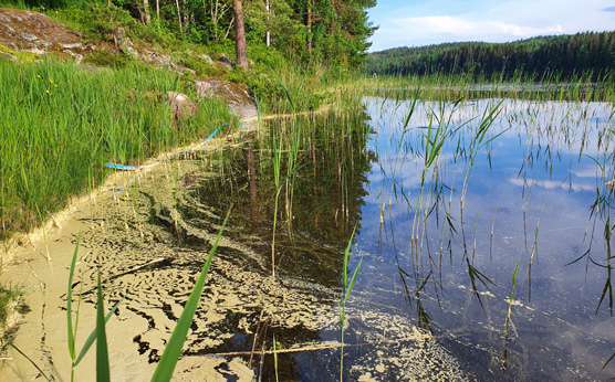 Pollen in Lake Iso Valkeajärvi in Virrat 9 June 2021.